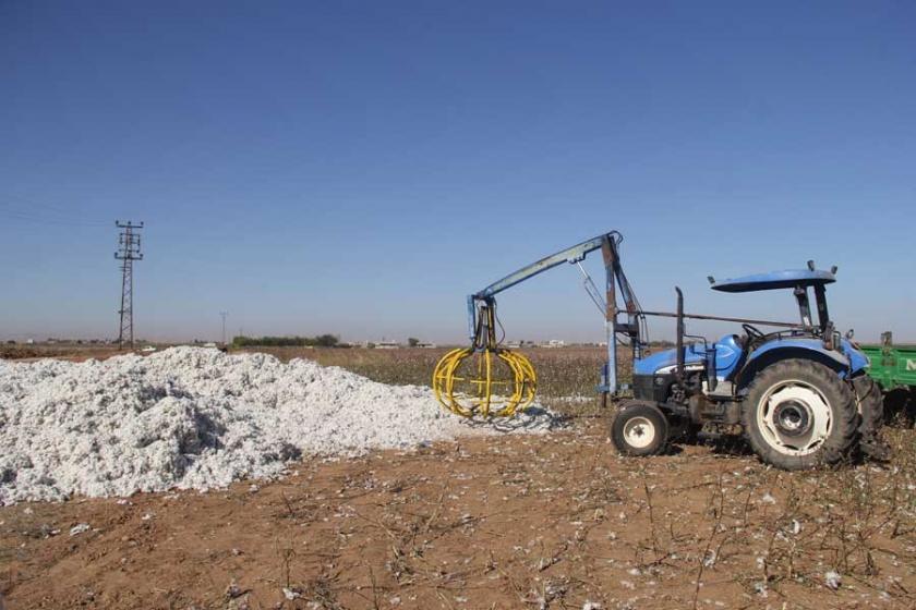 Urfa'da 3 çocuk pamukların arasında ölü bulundu