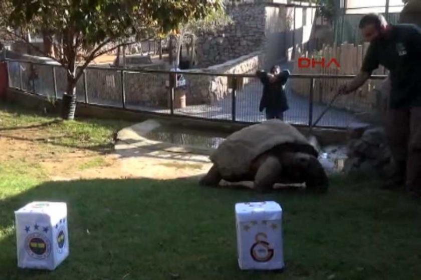 Darıca Hayvanat Bahçesindeki kaplumbağa Tuki'ye 'tahmin' eziyeti