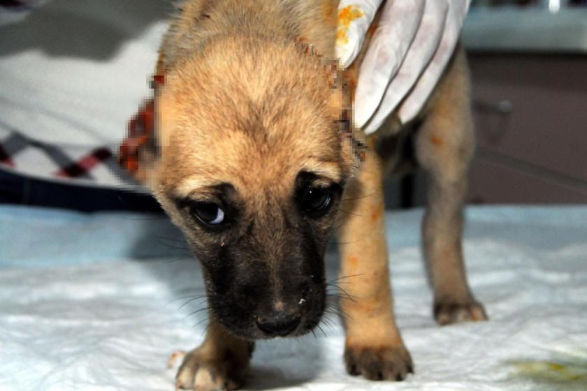 Yavru köpeği, kulaklarını kesip boş araziye attılar!