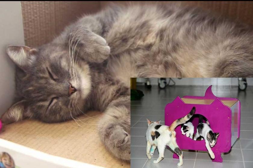 Kedi �Duman�, 38 kedi evine ilham kaynağı oldu