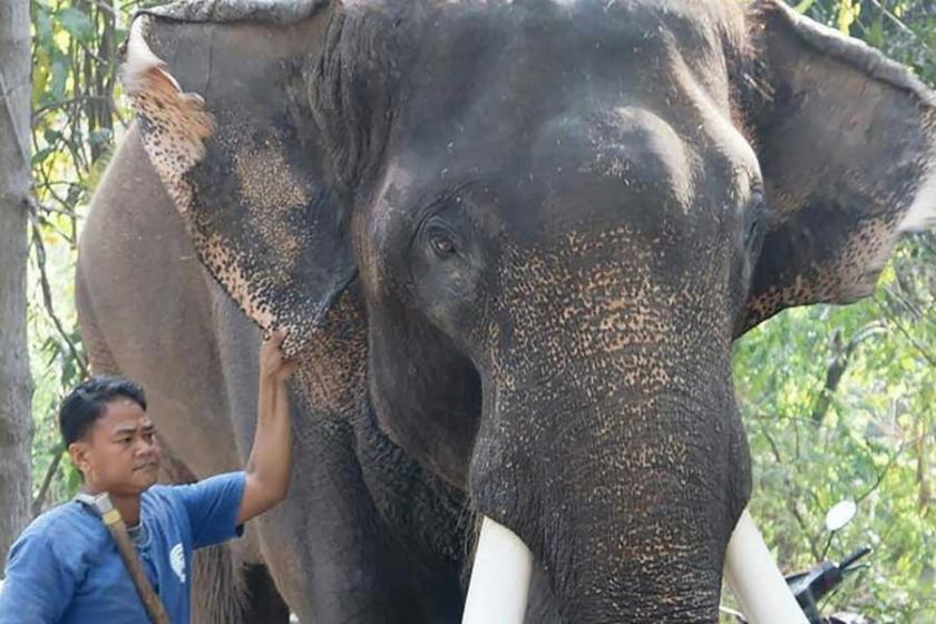 Tayland'ta alıkonan bir fil sahibini üstüne oturarak öldürdü