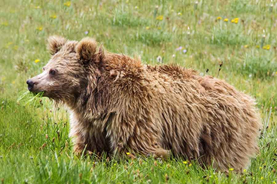 Kahverengi Himalaya ayısı