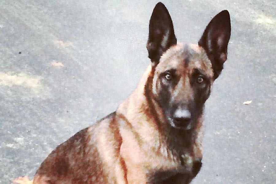 ABD'de polis köpeğini ısıran bir kişi tutuklandı