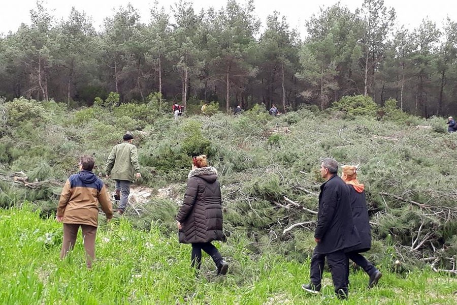 Foça’da binlerce ağaç kesildi