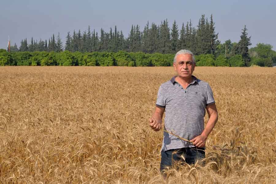 Ziraat Mühendisleri Odası: Nüfus arttı, buğday üretimi geriledi