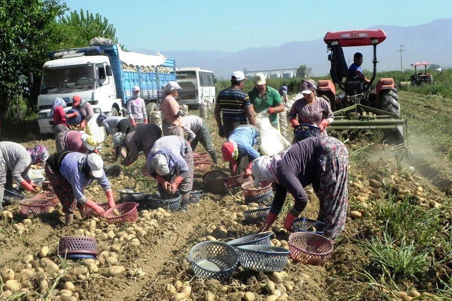 Patates ve soğan uyarısı: Çözüm ithalat olursa üretim azalır