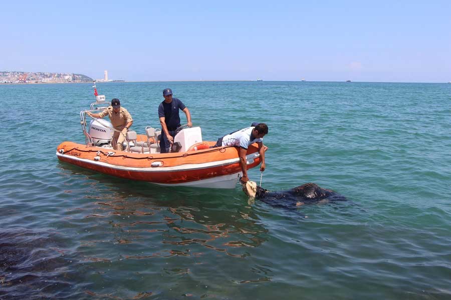 Samsun'da limandan kaçan angus denize atlayıp boğuldu