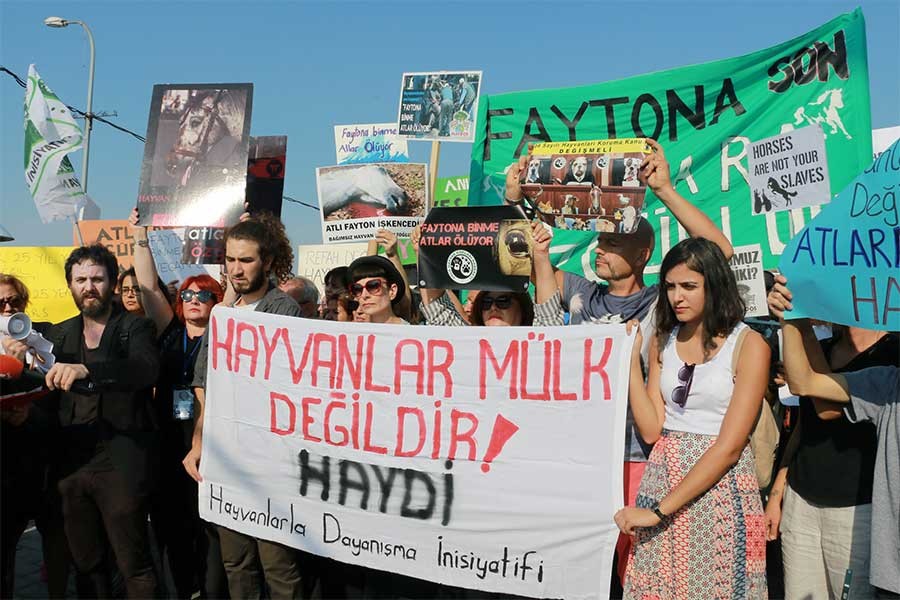 Hayvan hakları savunucuları, TBMM komisyonuna bilgi verdi: Dövüş mafyası var