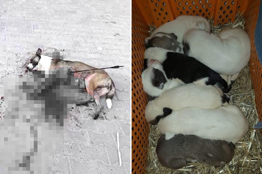 'Garip' köpek okla vuruldu, Kırklareli ayağa kalktı