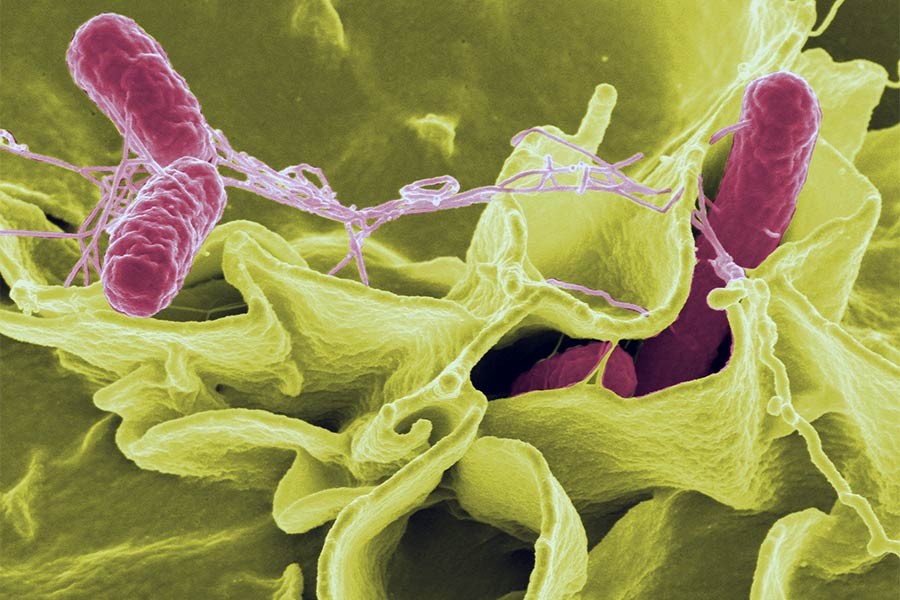 ABD'de Salmonella salgını: 246 kişide bakteri tespit edildi