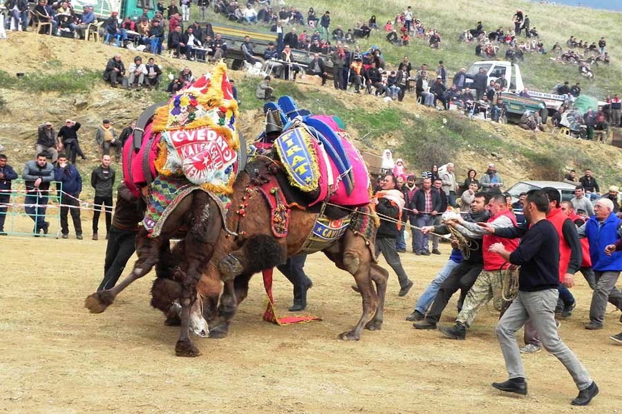 HAYTAP, Çiğli'deki Deve Güreşleri Festivali'nin iptalini istedi