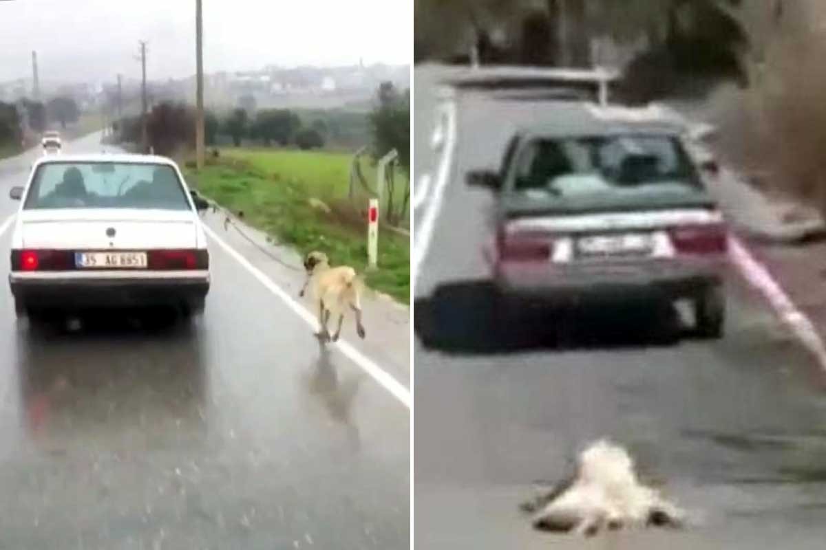 İzmir'de köpekleri yolda sürükleyen sahıslara para cezası