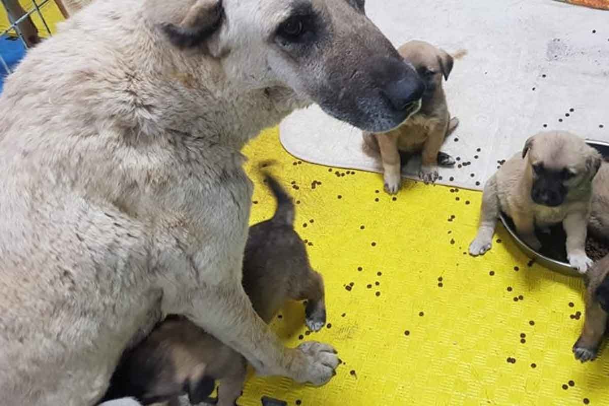 Adıyaman'da tüfekle vurulan köpek tedaviye alındı