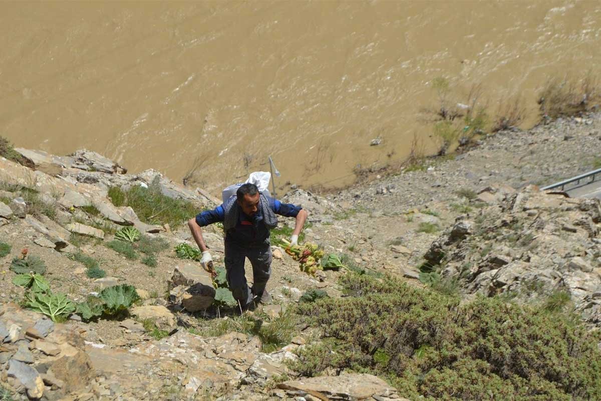 Sahurda yola koyulup iftara kadar pancar topluyorlar