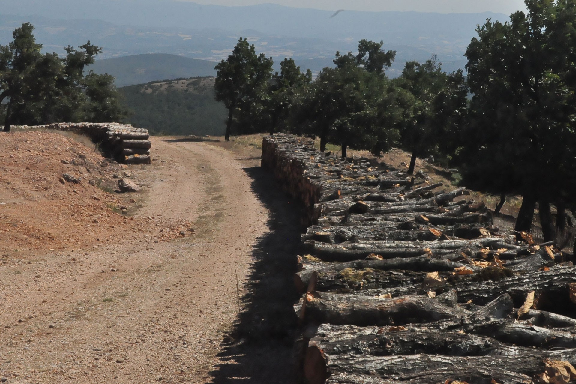 Çanakkale'de AKP'li vekillerin inkar ettiği ağaç katliamı görüntülendi