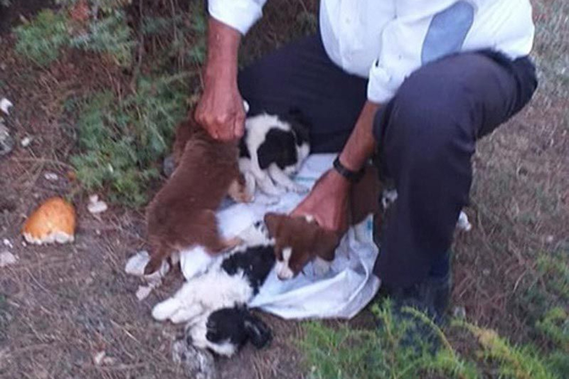 Köpek yavrularını çuvala koyup ölüme terk ettiler