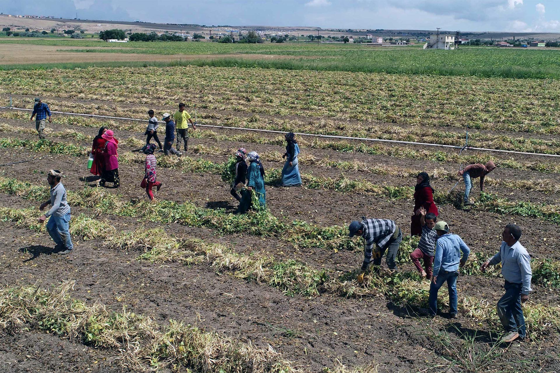 Tarım işçileri 70 lira yevmiye için zorlu koşullarda çalışmaya mahkum!