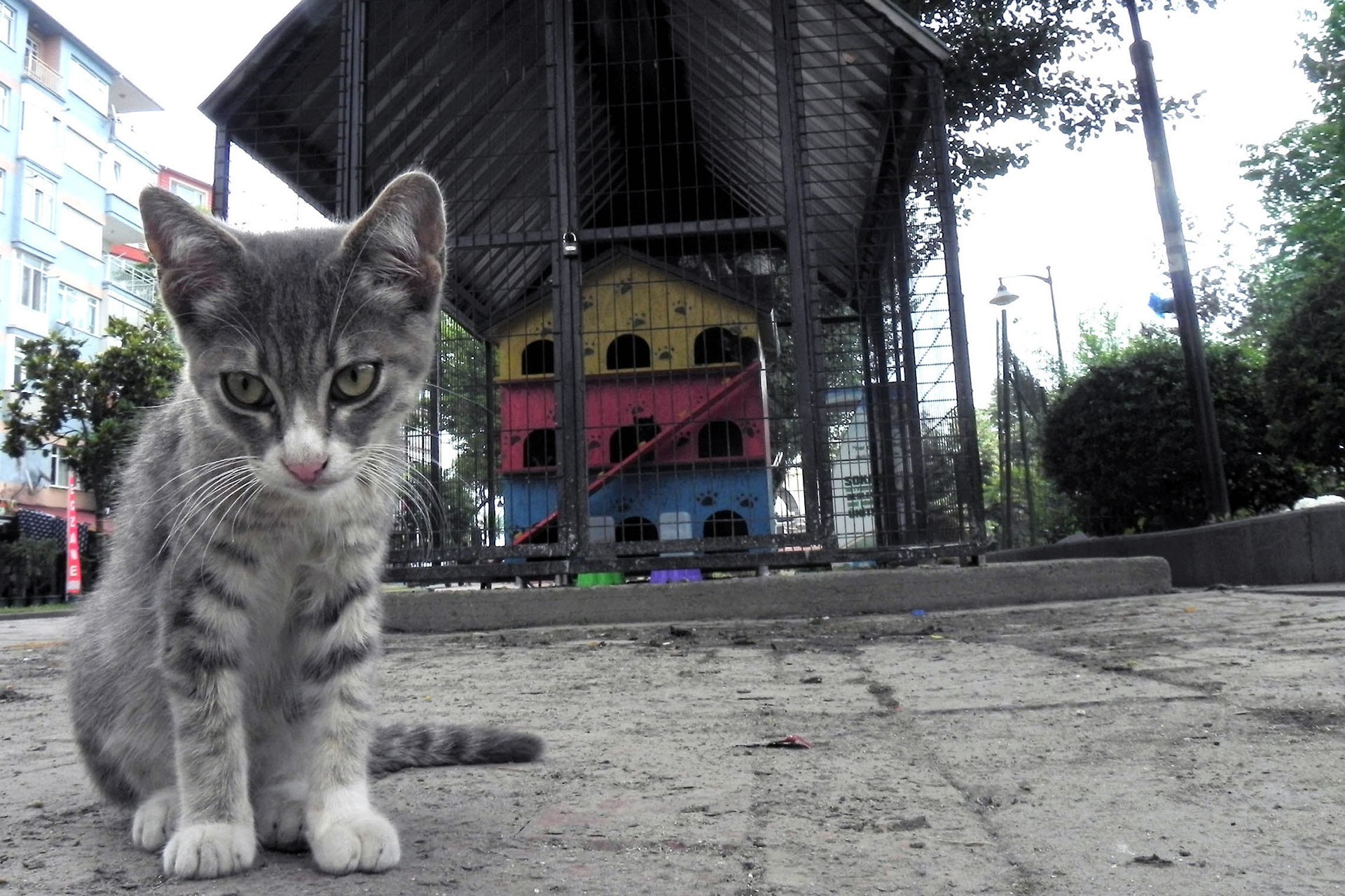 Avcılar�daki kedi evleri hastalıktan kaynaklı ölümler nedeniyle
