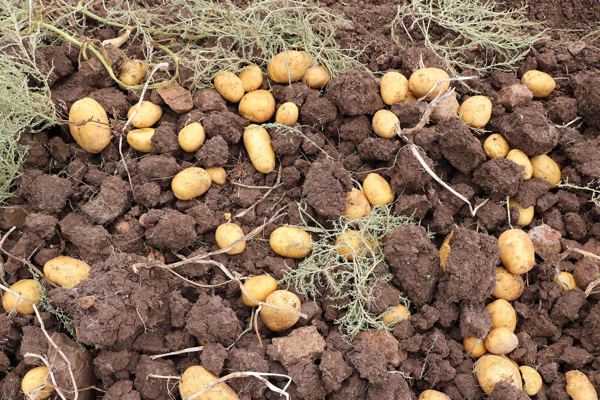 patates tarlası