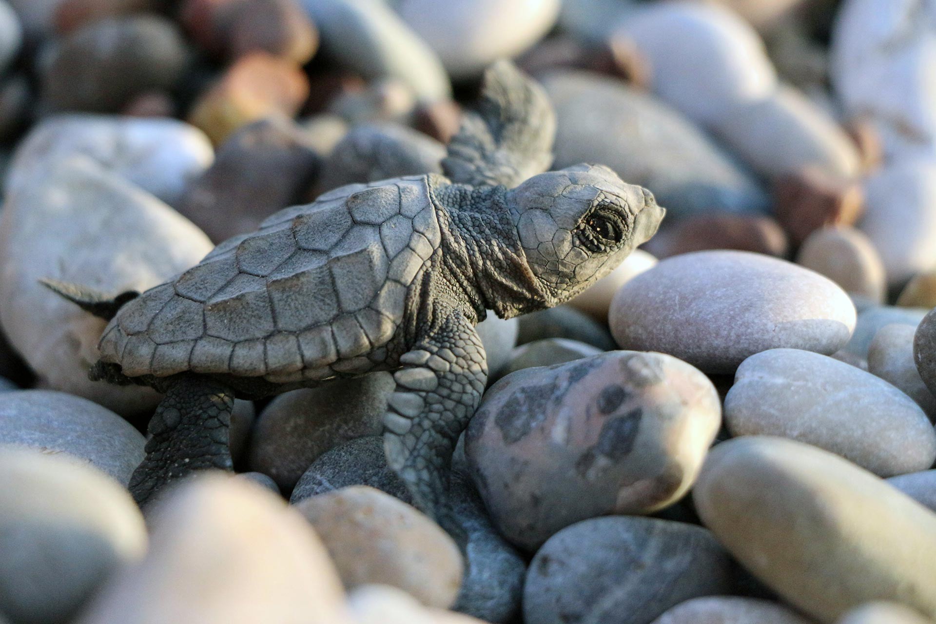 Caretta caretta