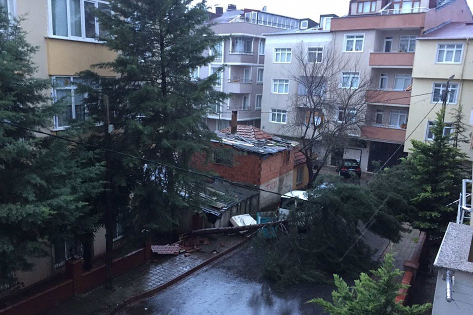 İstanbul'da ağaç devrildi