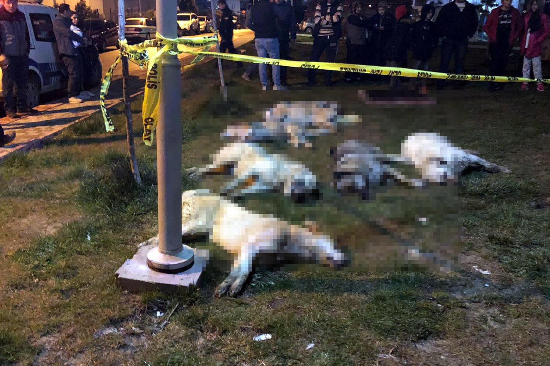 Batıkent'te öldürülen köpekler