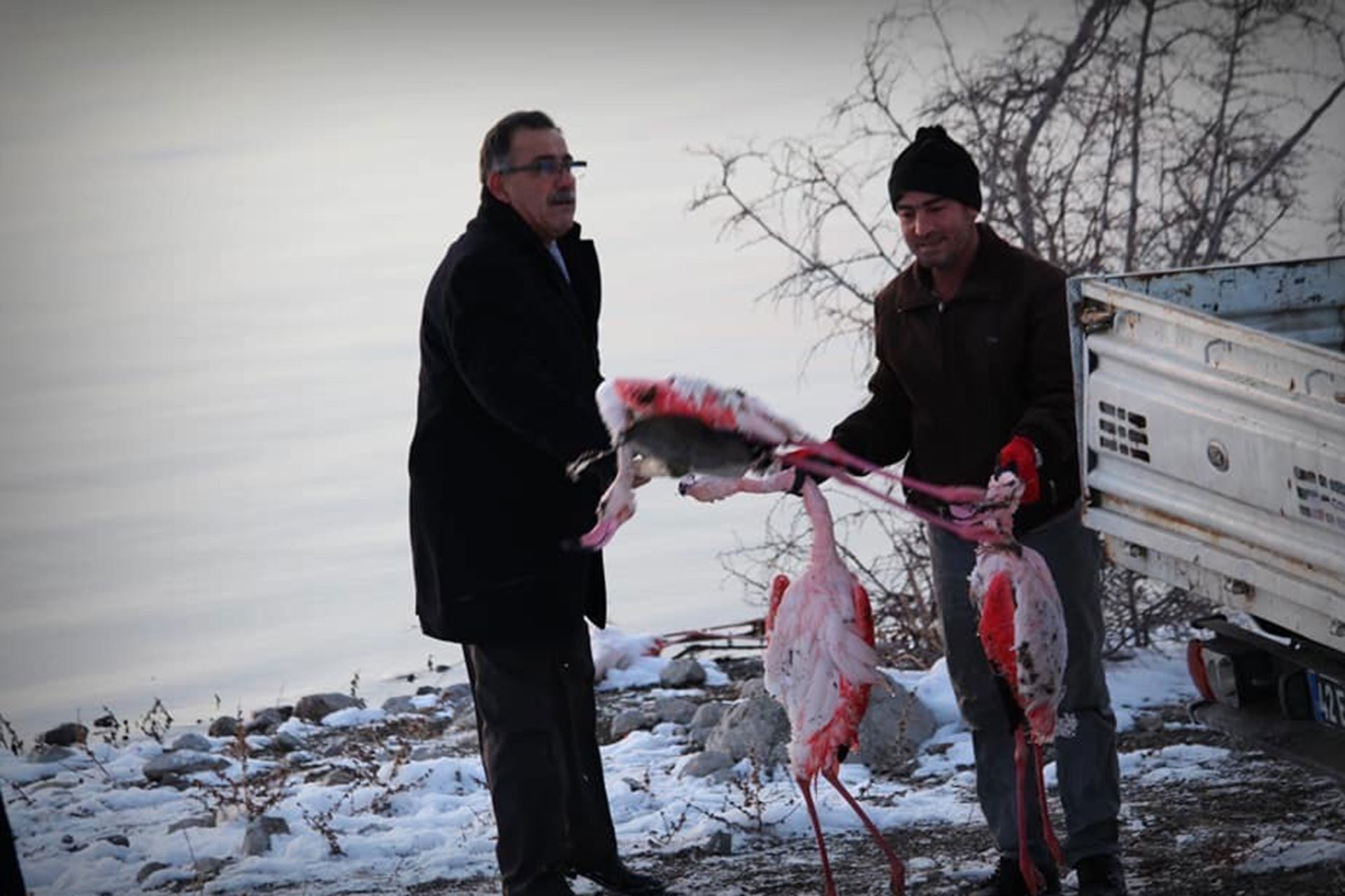 Ölü bulunan flamingolar ve belediye ekipleri