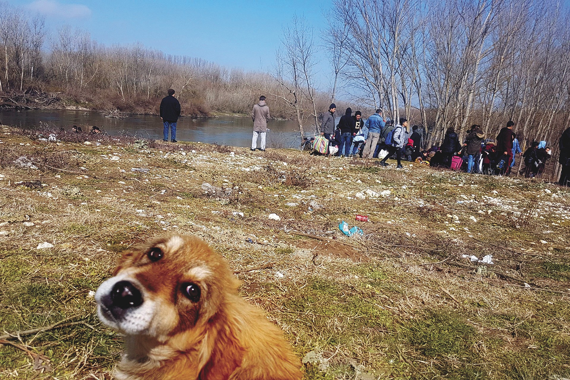 Meriç ırmağının kenarında bekleyen mülteciler, yakın planda bir köpek.