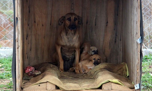 Köpek ve yavruları