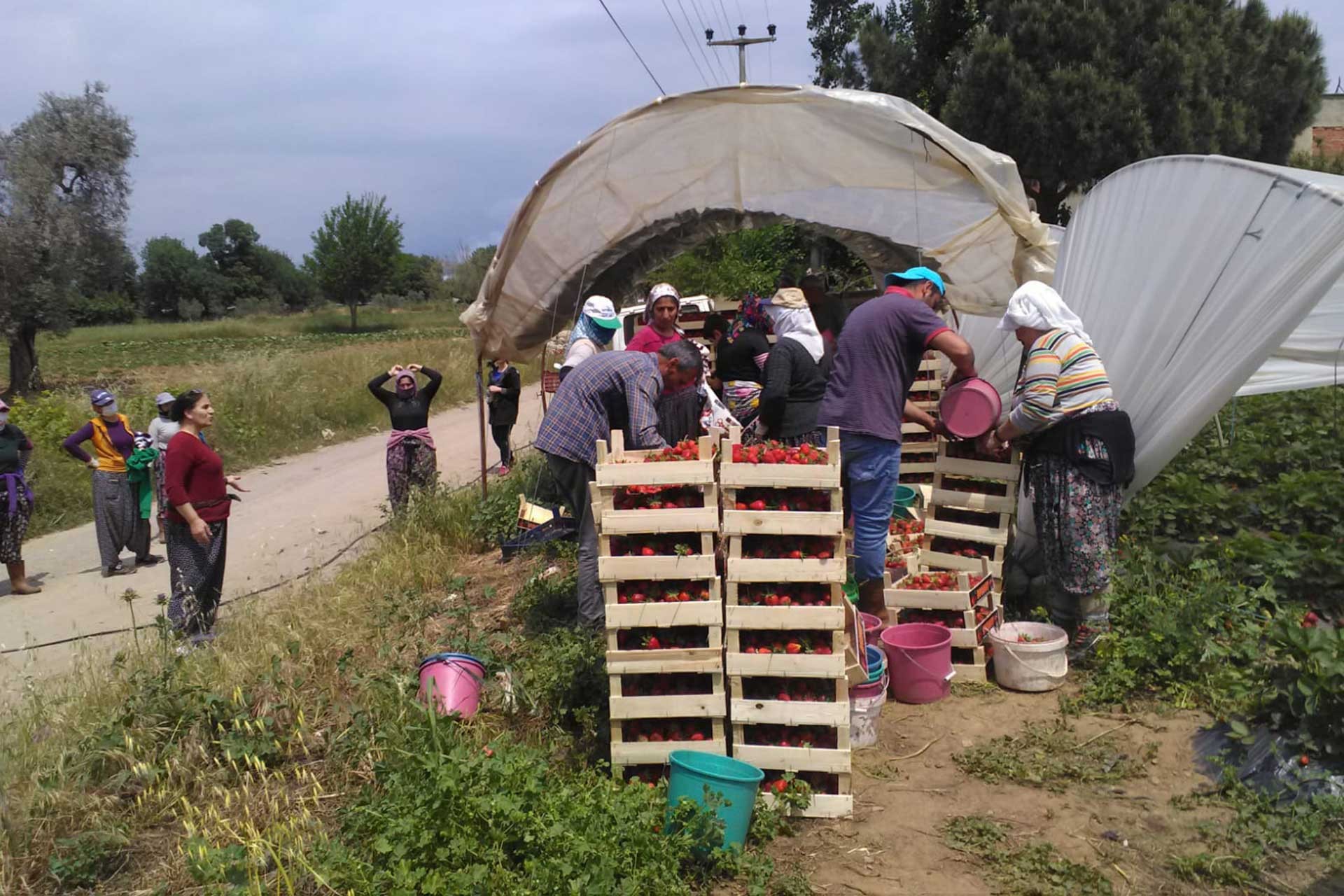 Çilek hasadında çalışan tarım işçileri