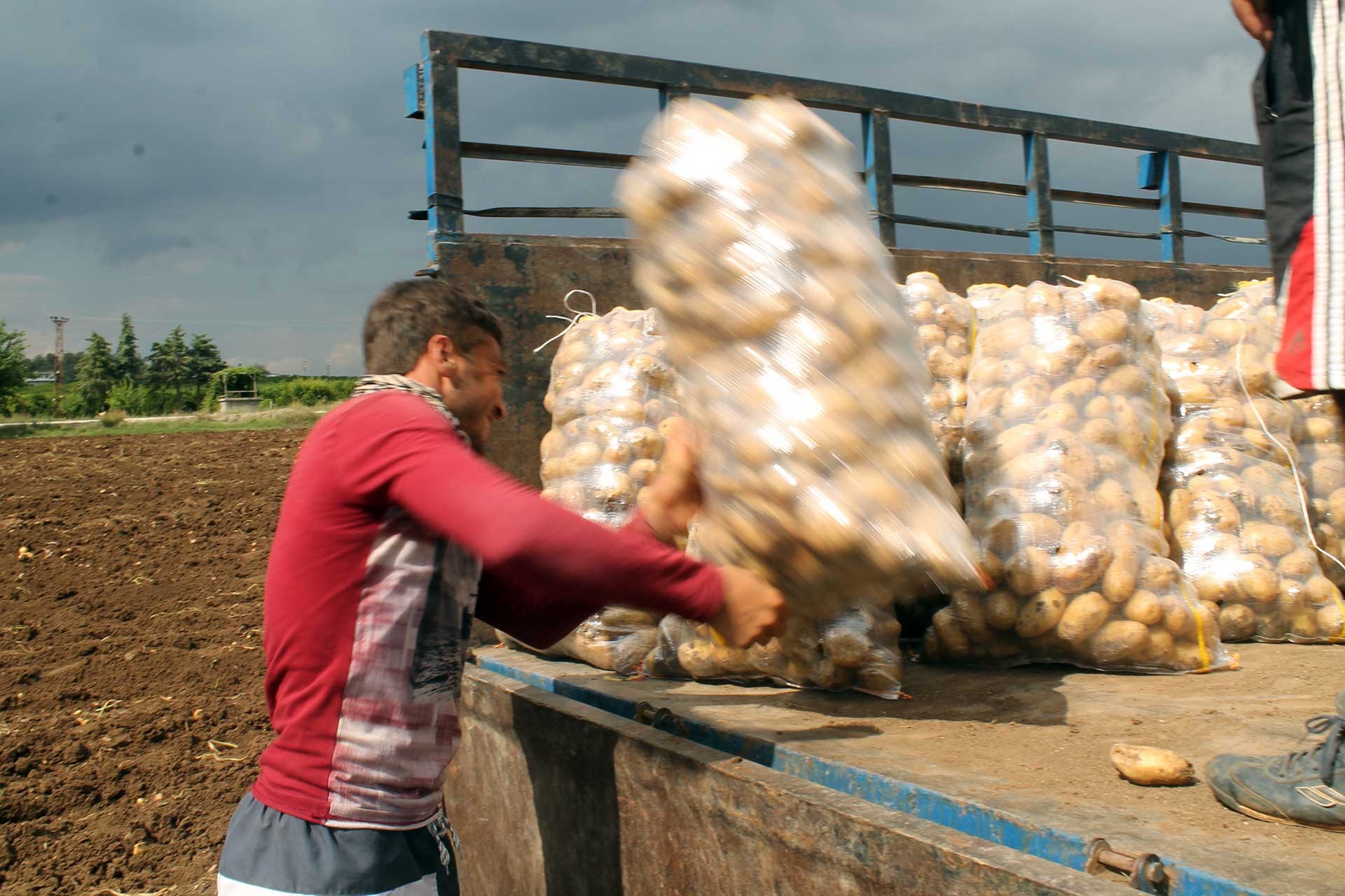 Patates hasadından çalışan tarım işçisi