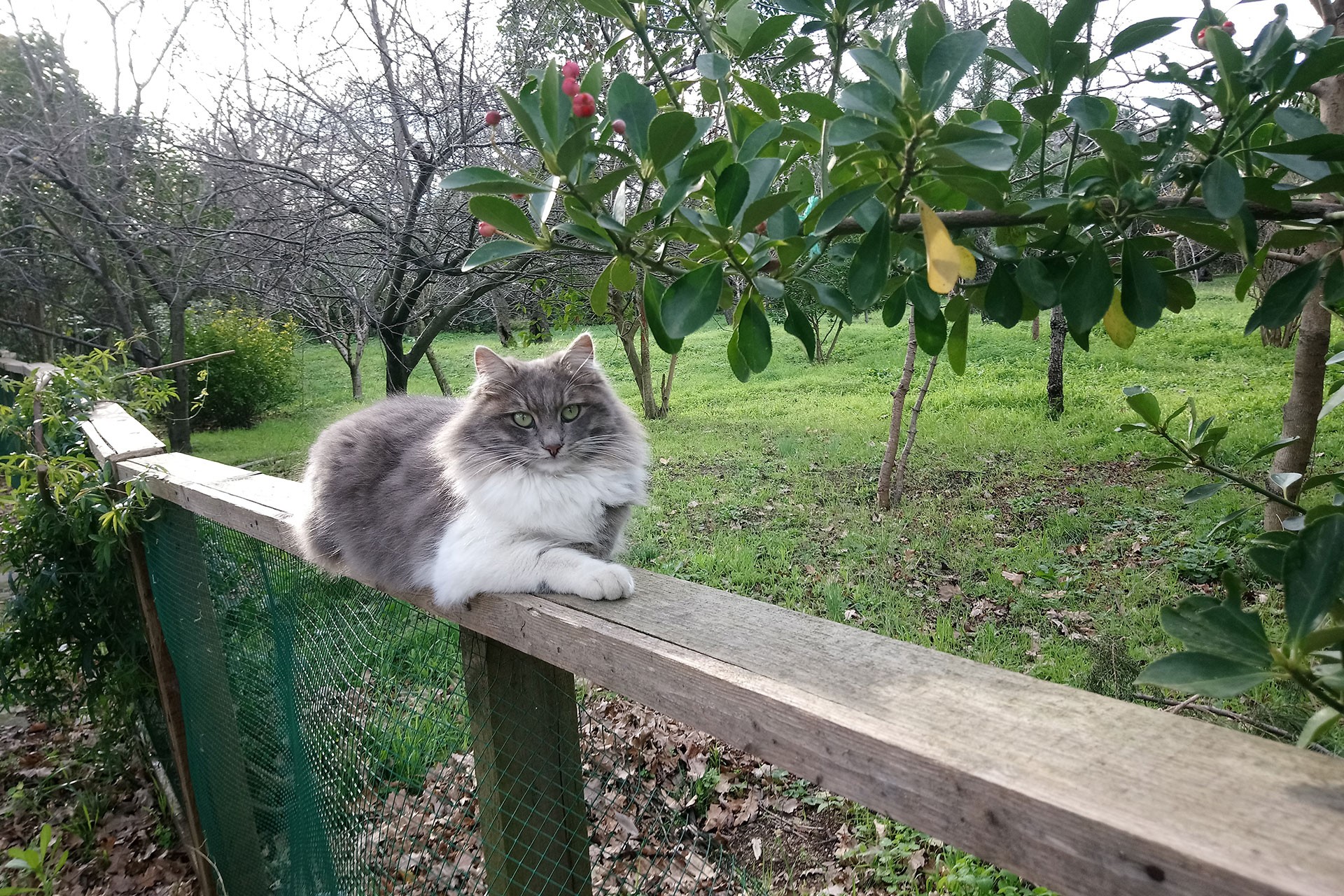 Validebağ Korusu'nun bir sakini (çitte oturmuş bir kedi).