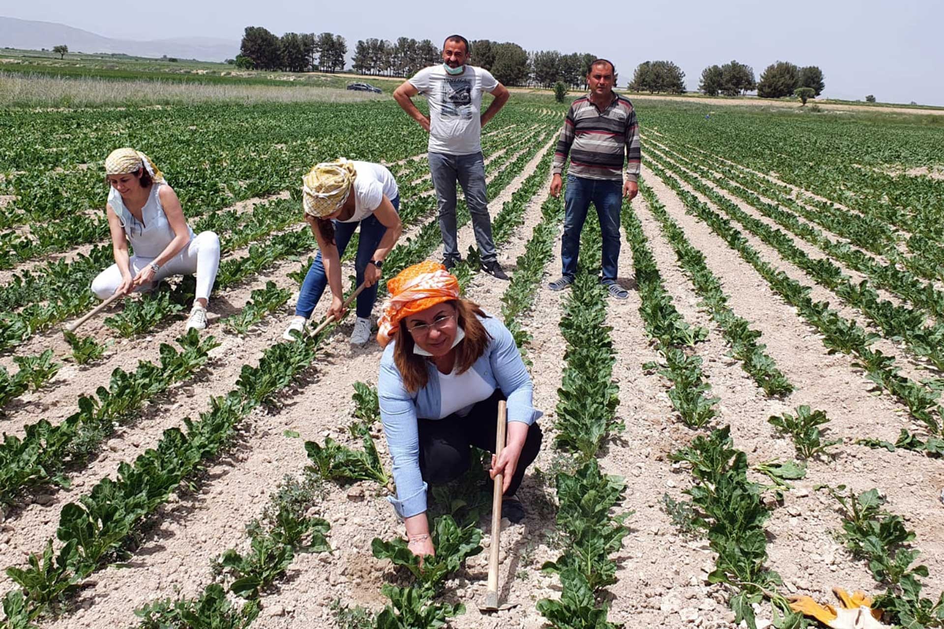 Gülizar Biçer Karaca çiftçilerle birlikte tarlada çalışırken