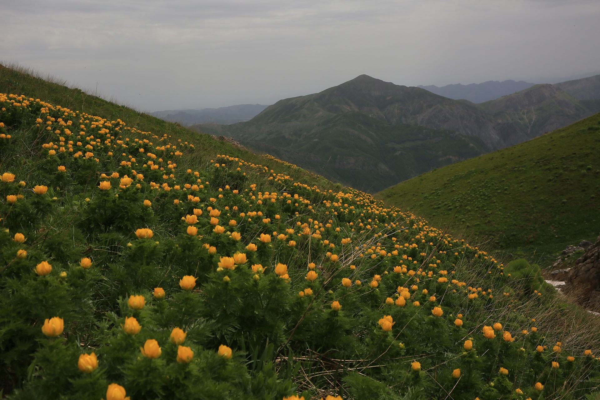 Dersim'de fotoğraflanan Sarı Dağ Gülü.