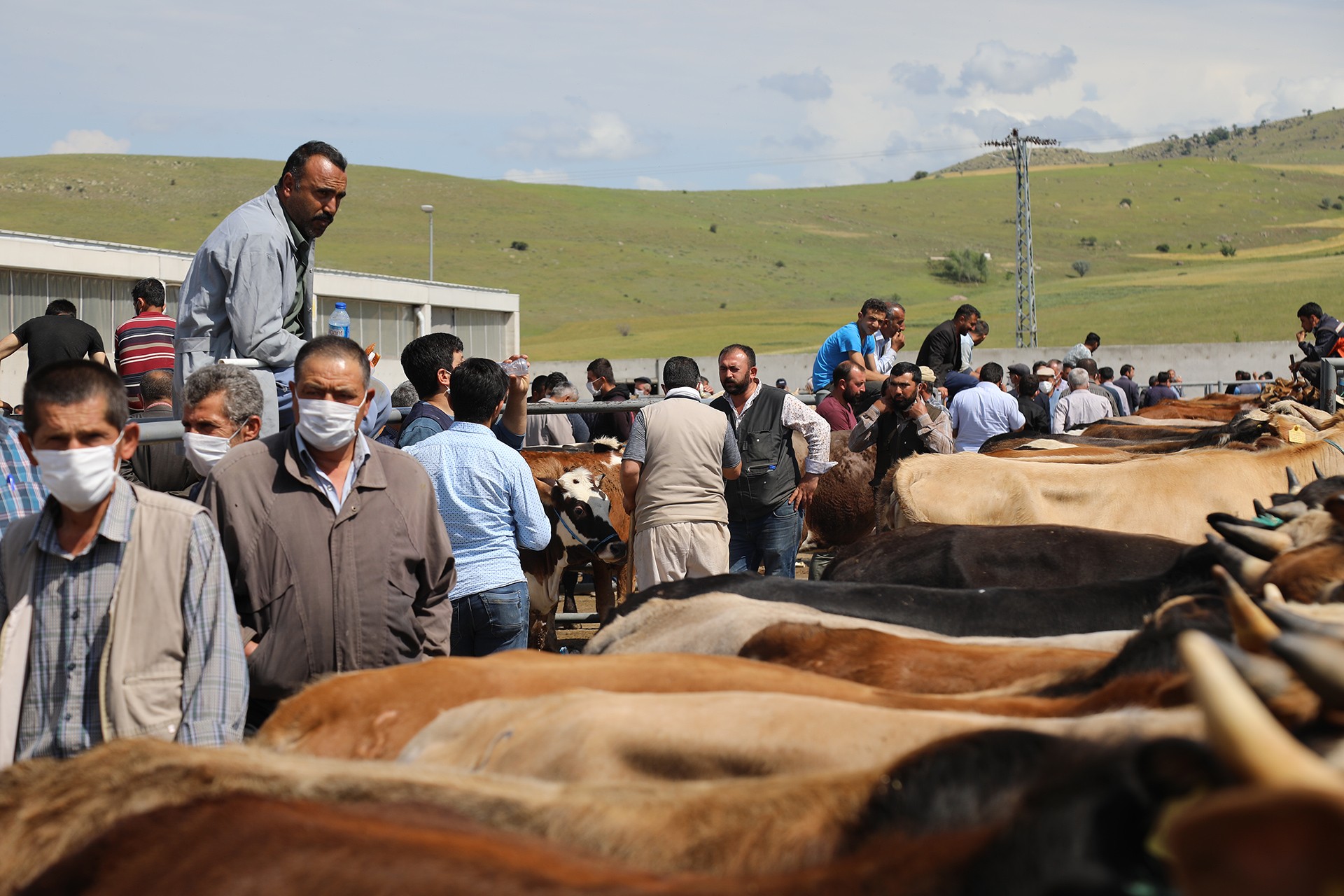 Kurban satış alanı. Kurbanlıklar ve kurbanlık almaya gelen insanlar...