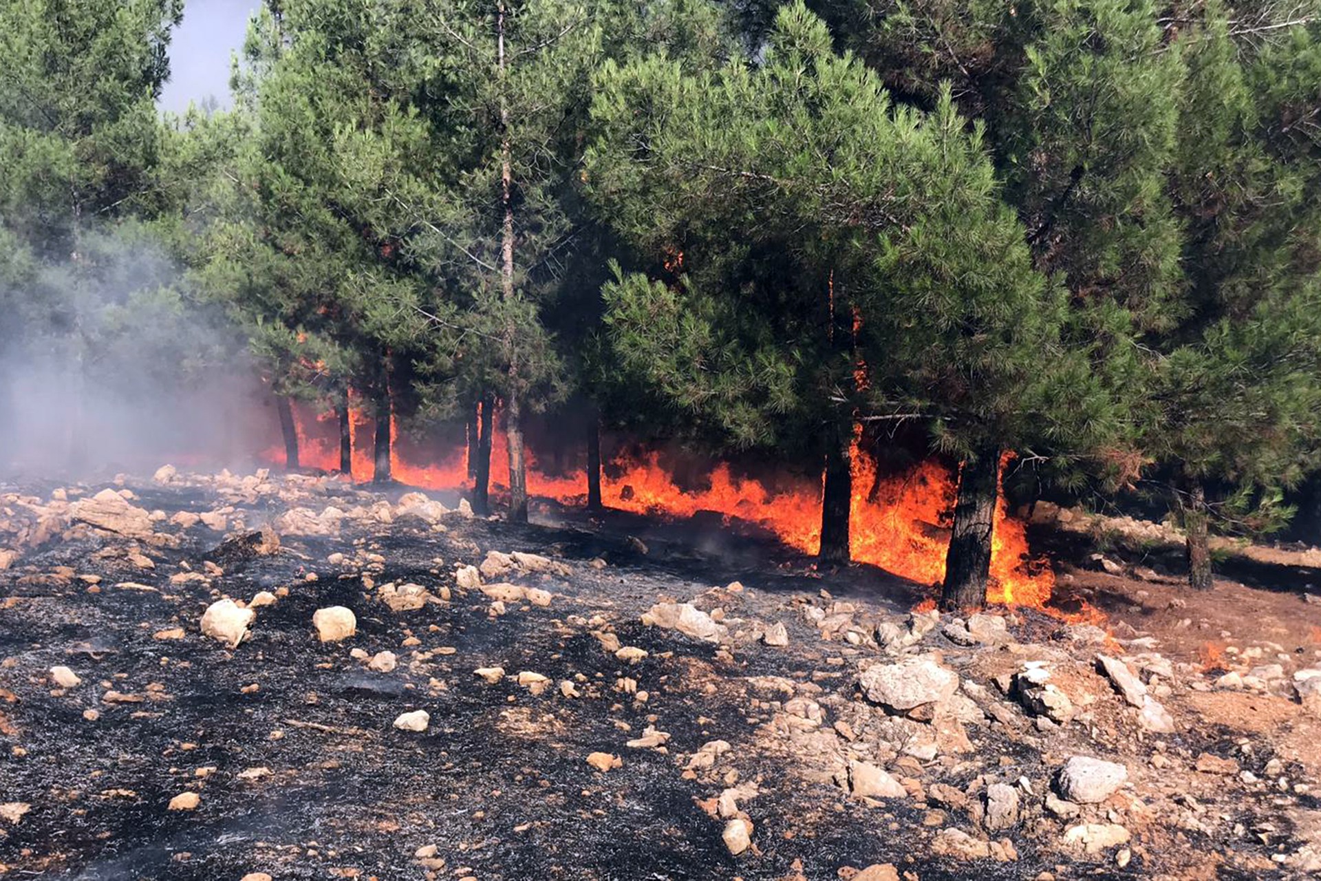 Urfa'da ormanlık alanda yangın çıktı