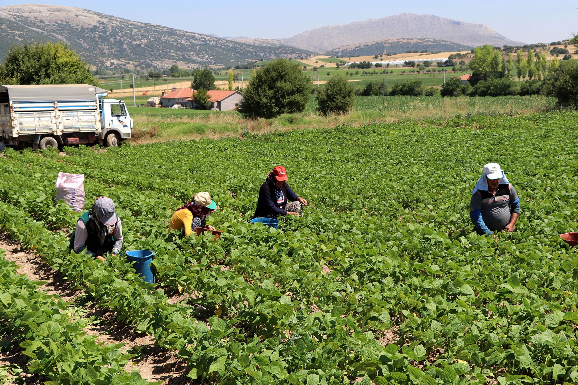 Burdur'da fasulye hasadından çalışan işçiler.