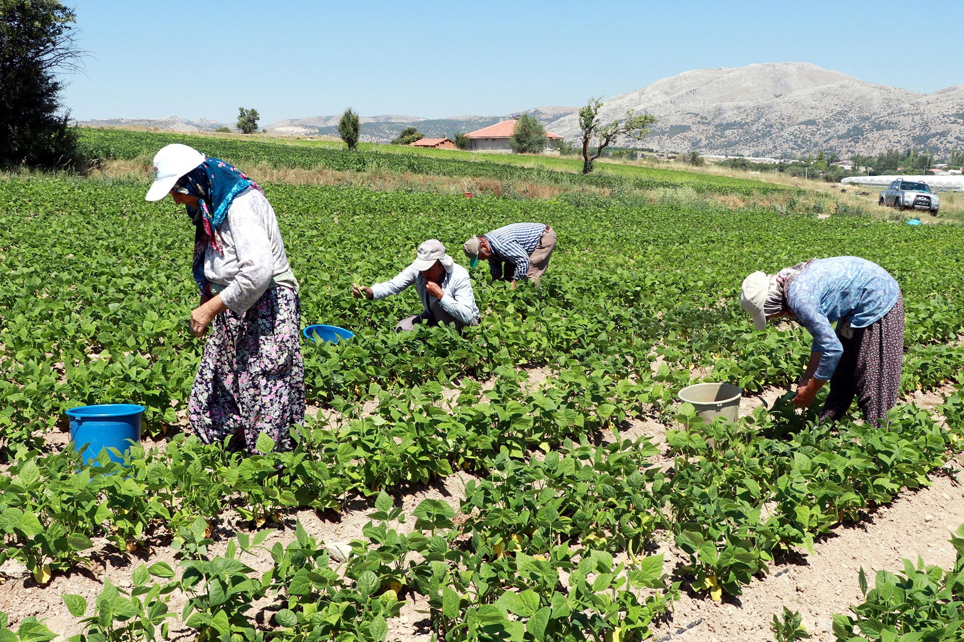 Burdur'da fasulye hasadından çalışan işçiler.