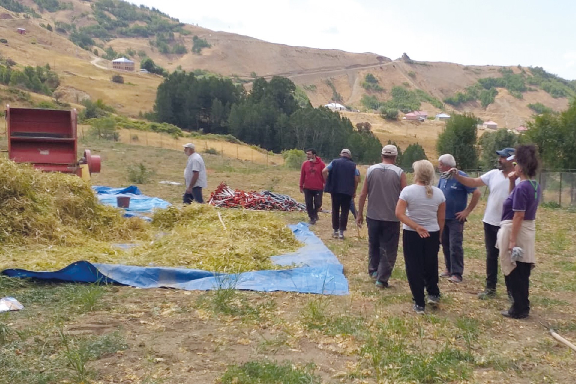 Tarlada hasat yapan kişiler