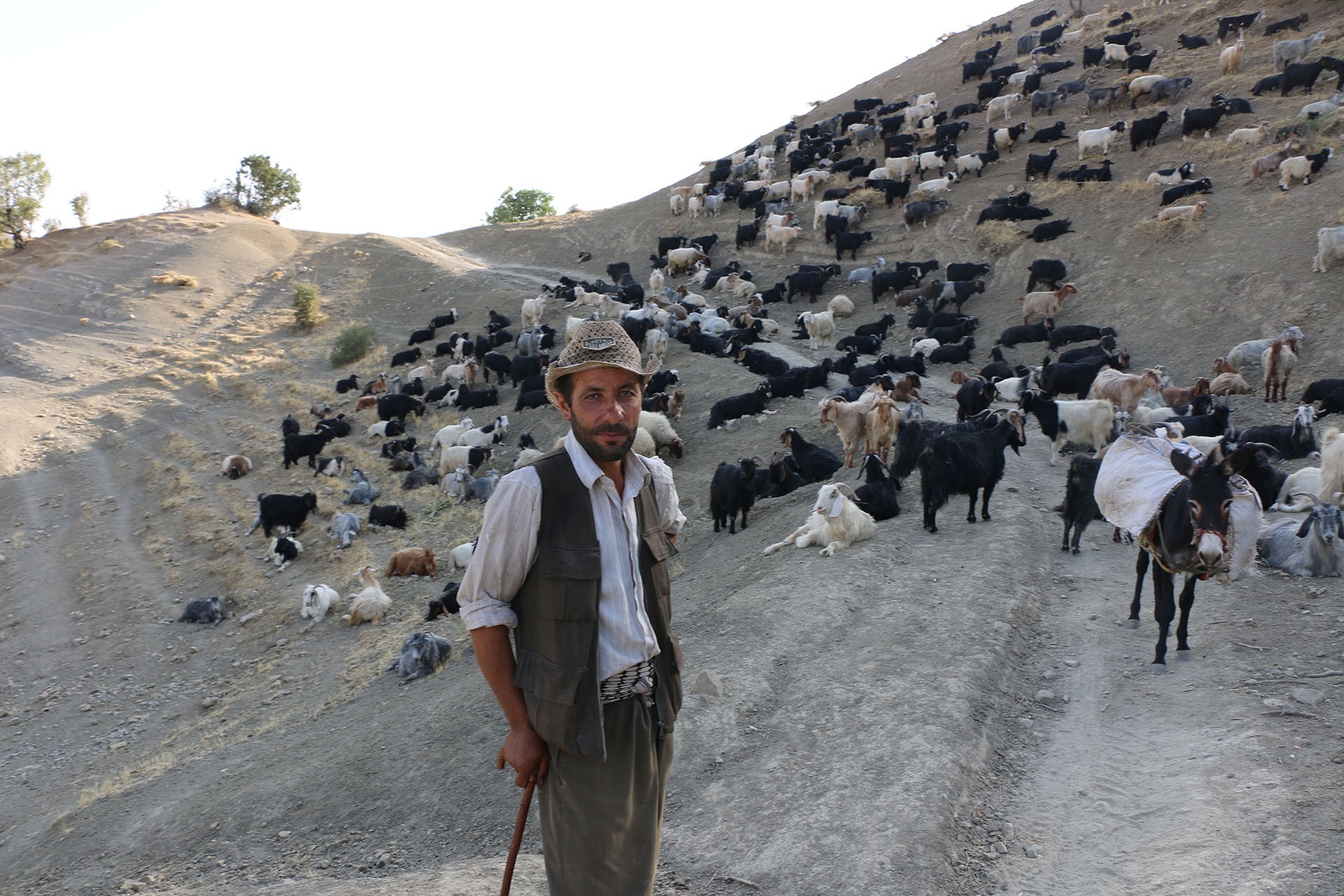 Fethi İnal ve otlayan hayvanları