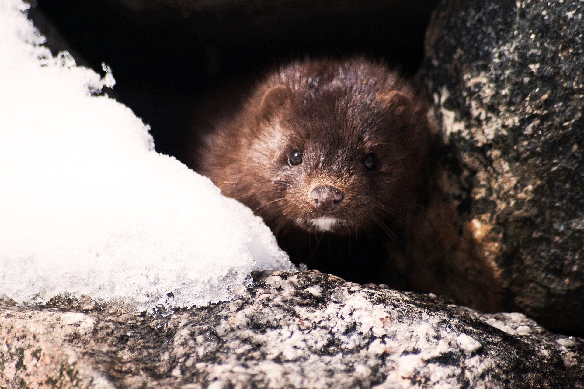 Bir vizon (Mink) fotoğrafı.