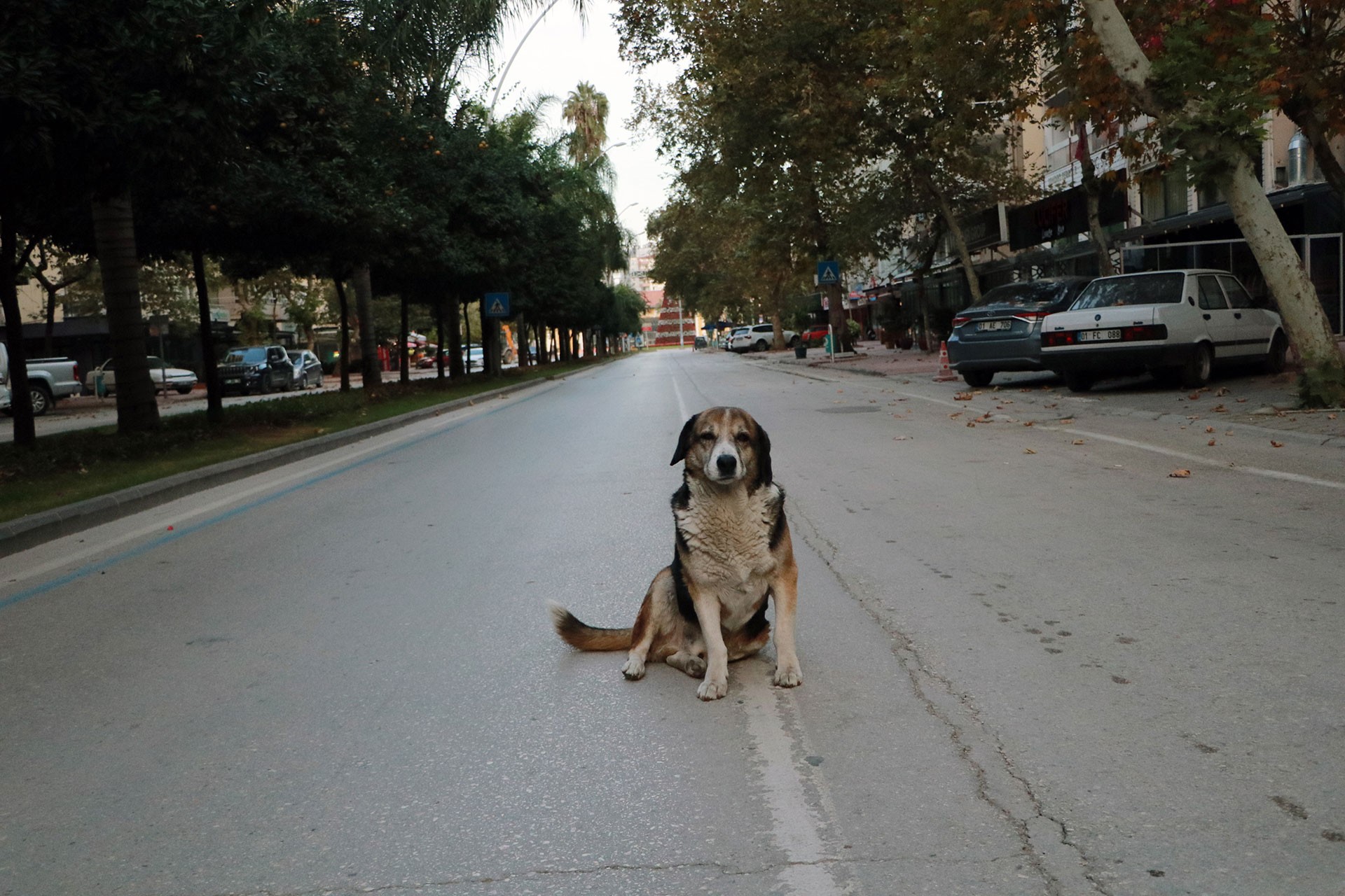 Caddenin ortasında oturan bir köpek