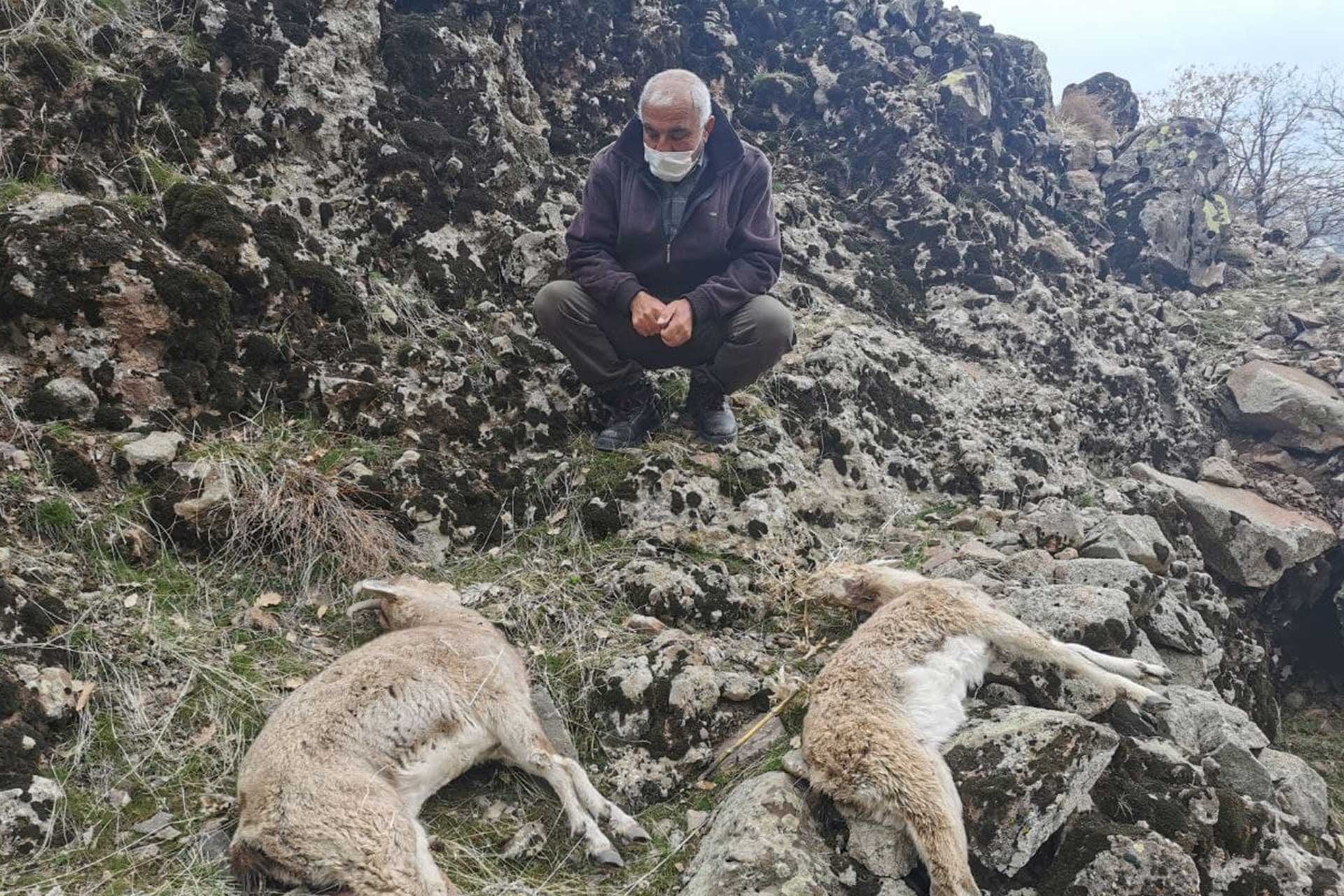 Dersim'de ölü bulunan dağ keçileri