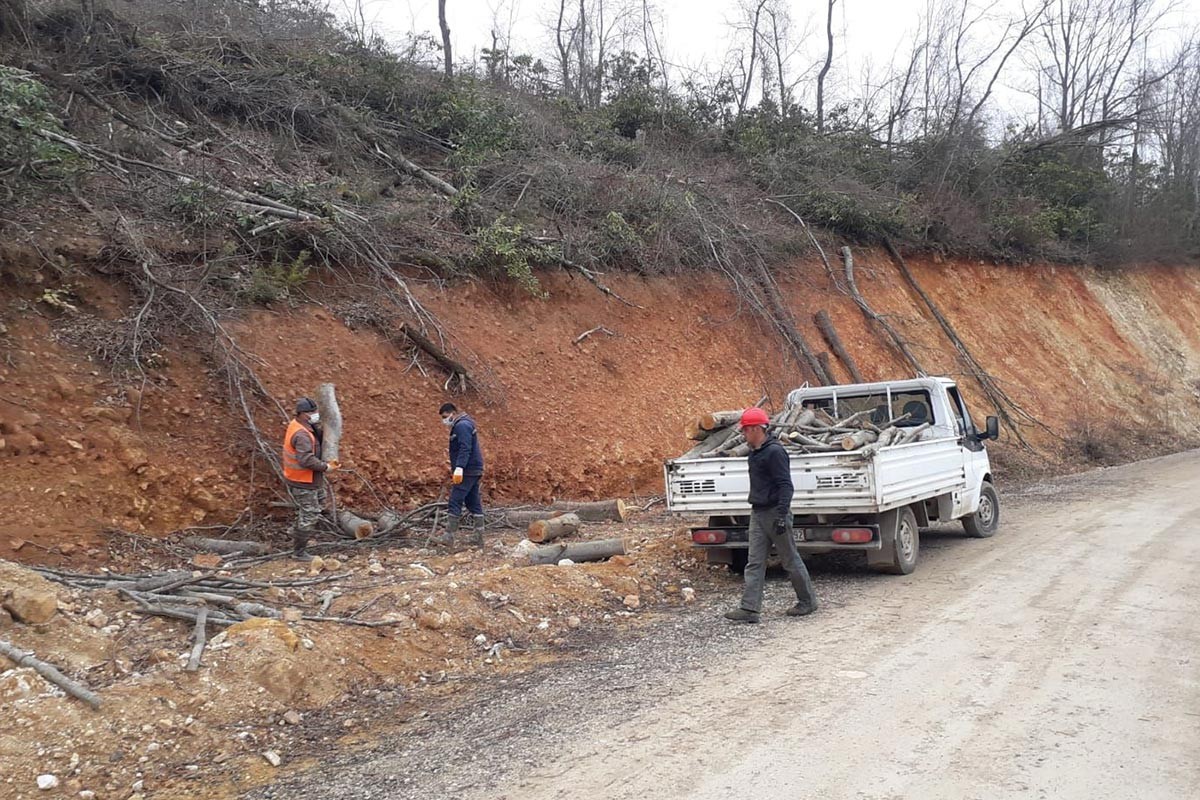 Fatsa'da ağaç kesimi yapan ekipler.