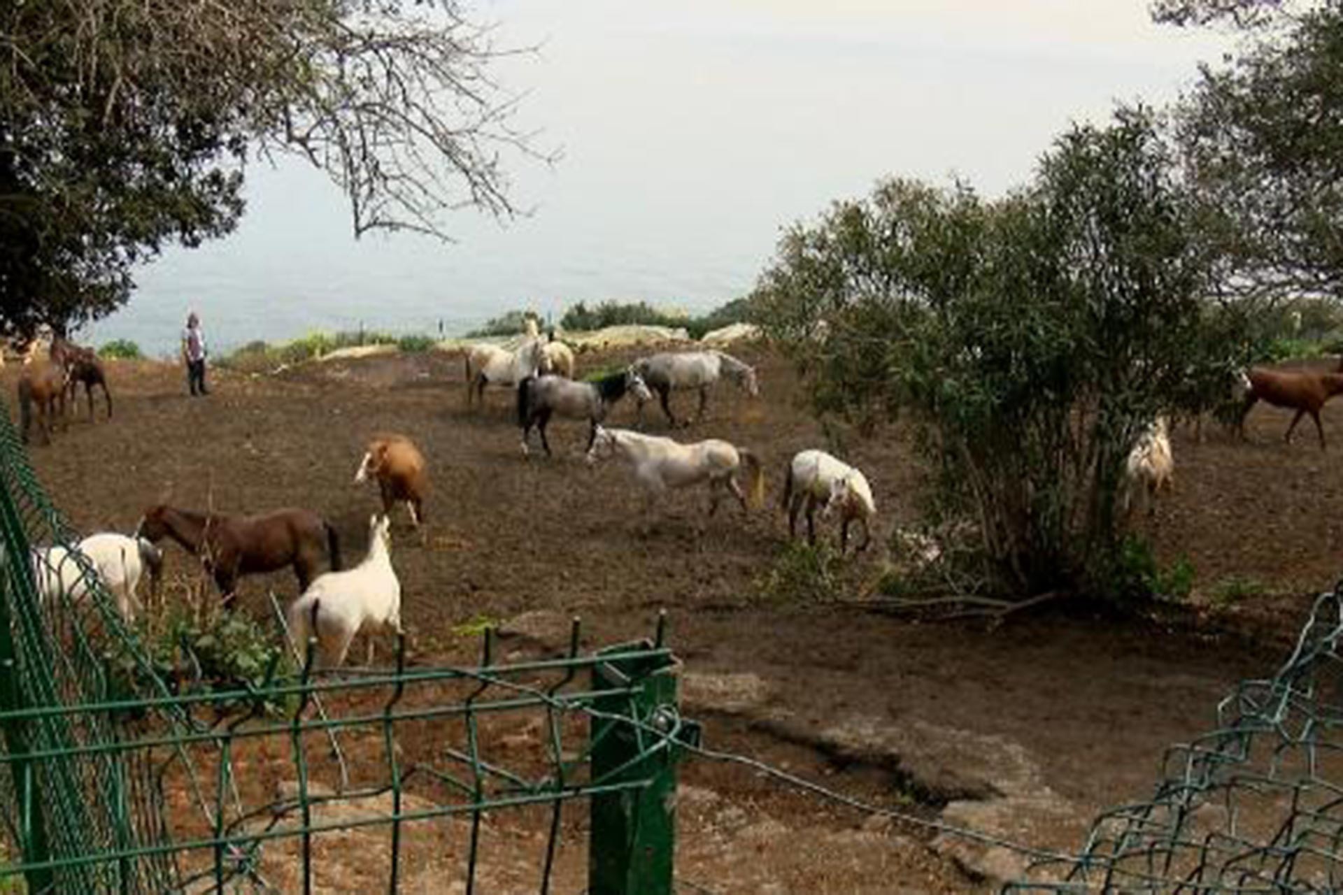 Büyükada'daki atlar