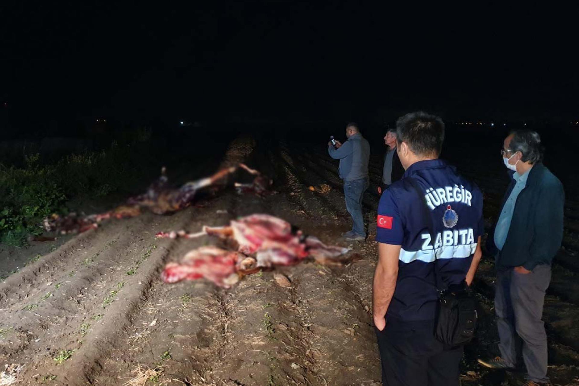 Adana'da tarlada kesilmiş 3 at bulundu