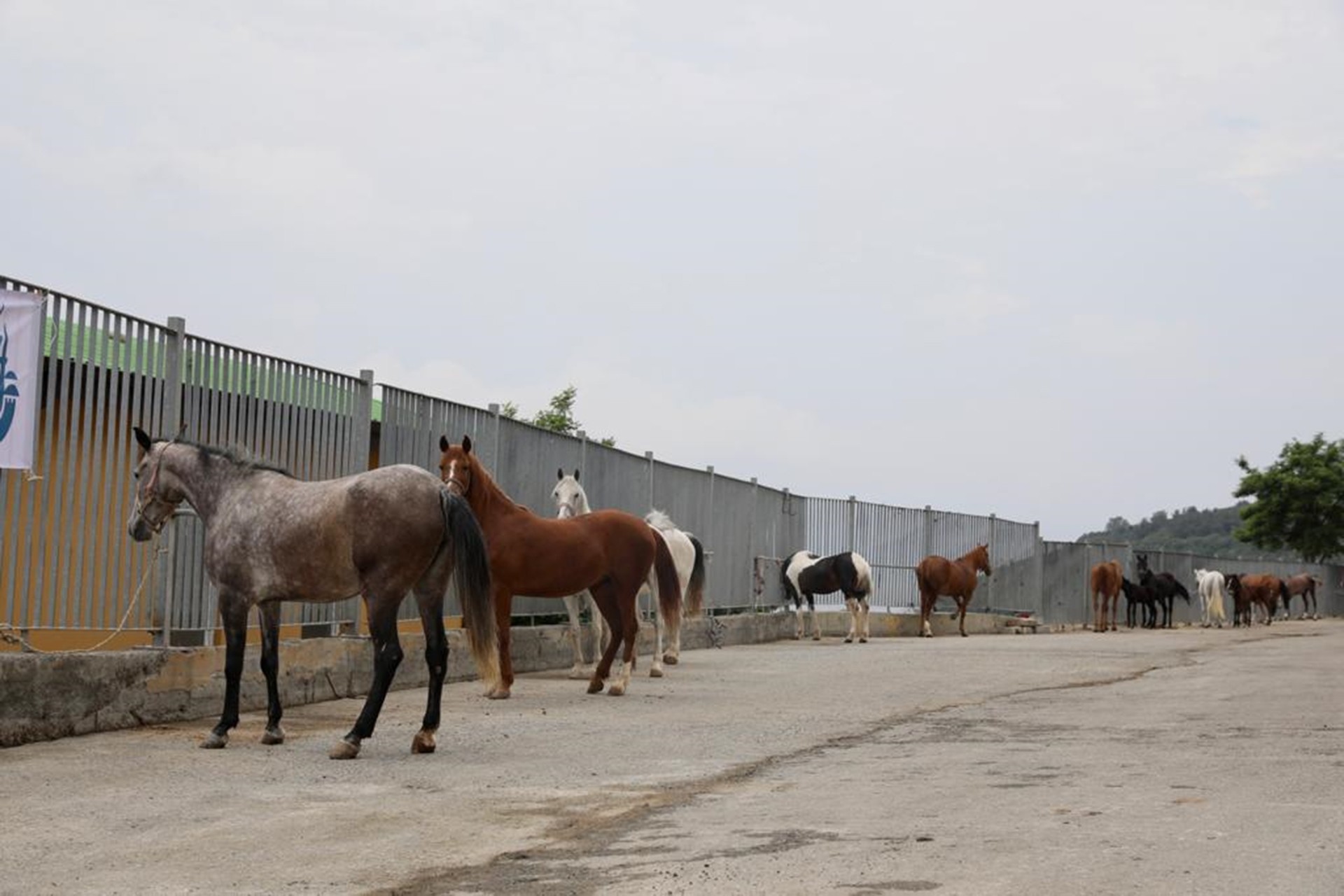 At fotoğrafı