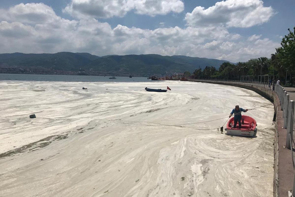 Deniz salyası İzmit körfezinde