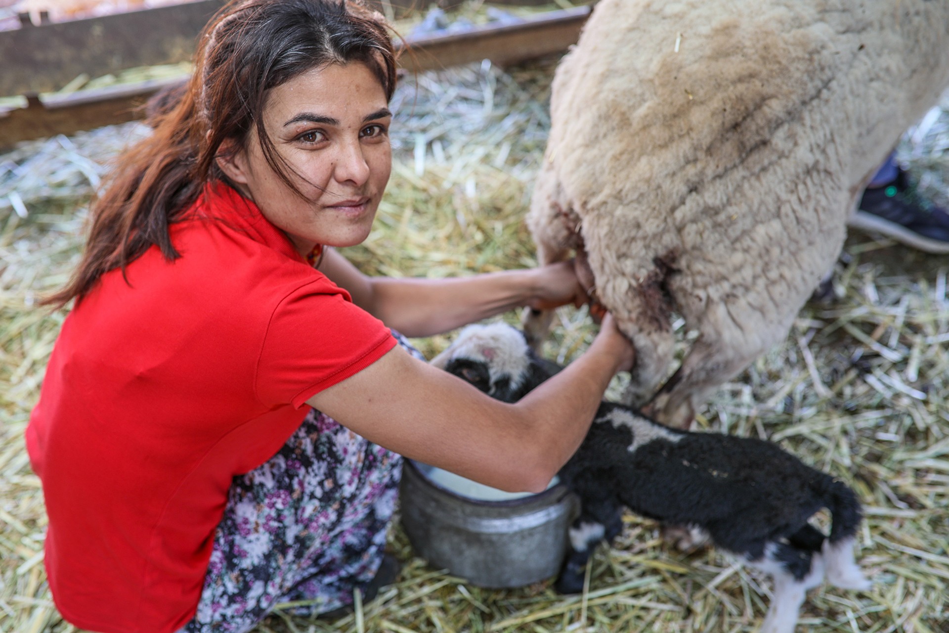 Melek İpek  koyun sağıyor