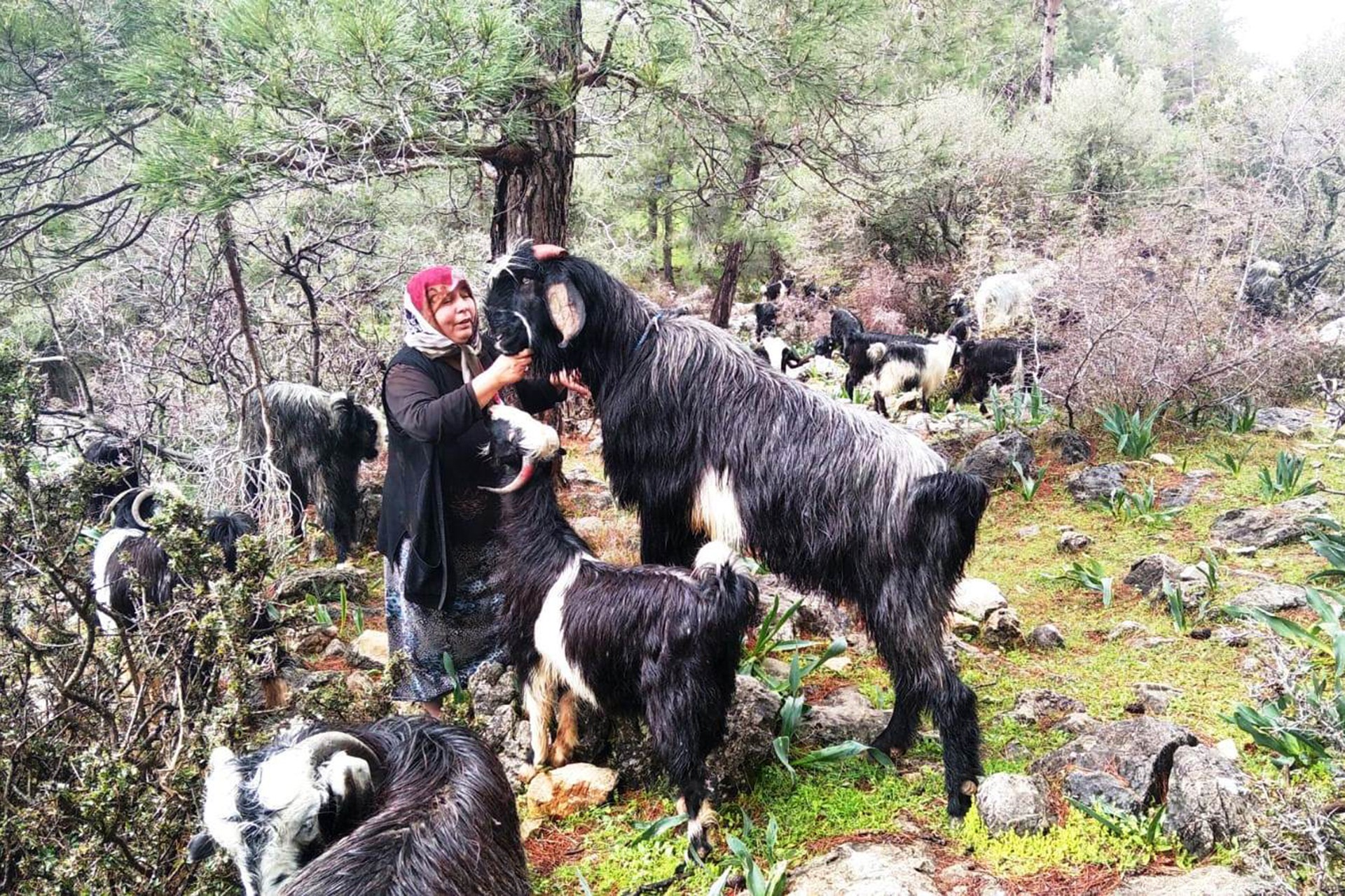 Pervin Savran ve keçiler